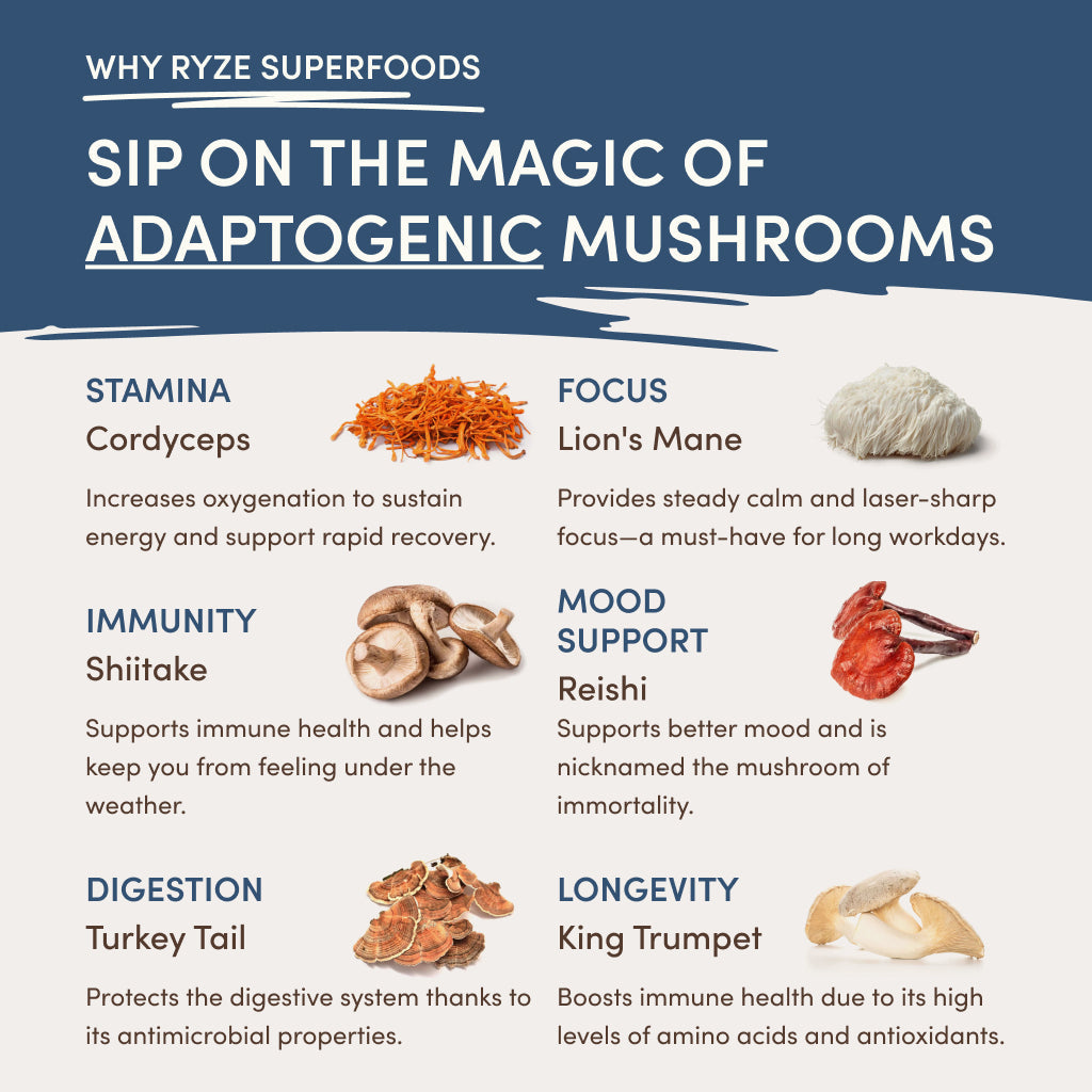 Nighttime Mushroom Cocoa Starter Bag R8